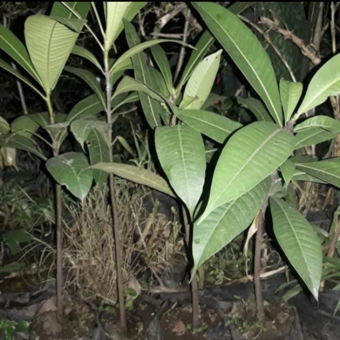 bibit pohon buah kemang super ( si pohon langka)