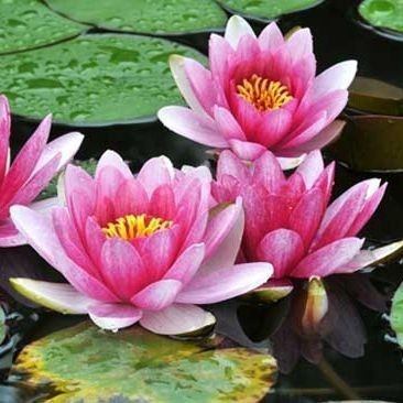 Bibit Bunga Teratai Lotus Teratai Air Bibit Teratai Kanker Paru Paru - Batang, 1 pcs