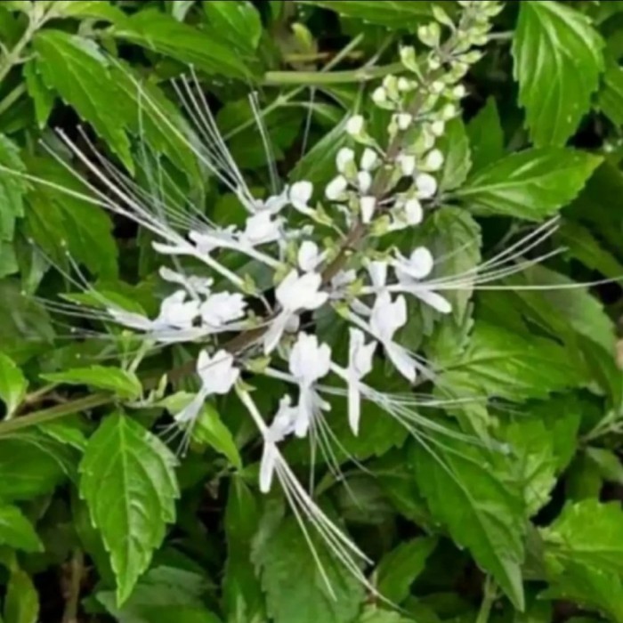 

daun kumis kucing pres murah 500gr