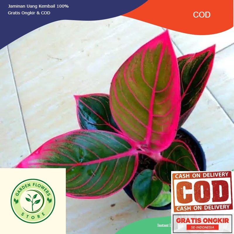 Bibit Anakan Aglonema Kanza Daun 2/3/4