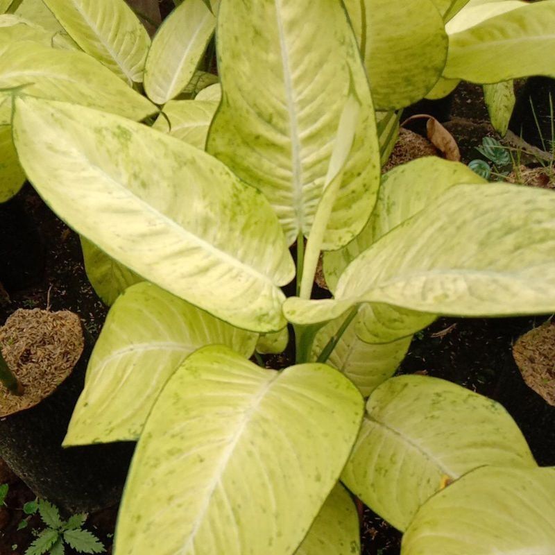 KOKOWA FLORA bunga Tanaman Hias Bunga Diven Tisu Bahagia / Diven putih bahagia segar