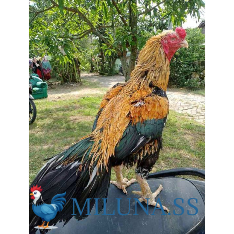 

FERTIL TELUR TETAS AYAM BANGKOK KLASIK JUMBO UNTUK DI TETASKAN