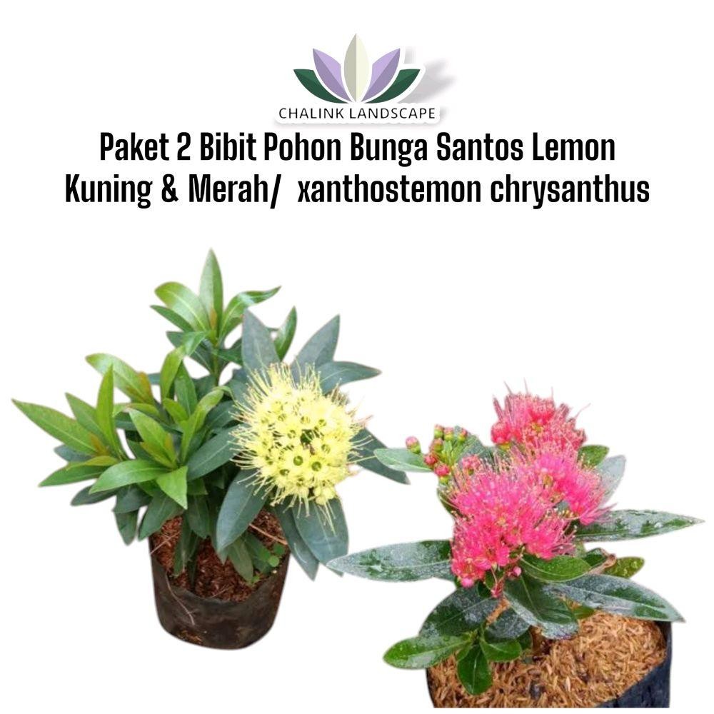 Paket 2 Bibit Tanaman Bunga Santos Lemon Merah & Kuning - xanthos Lemon chrysanthus - Tanaman Bunga 