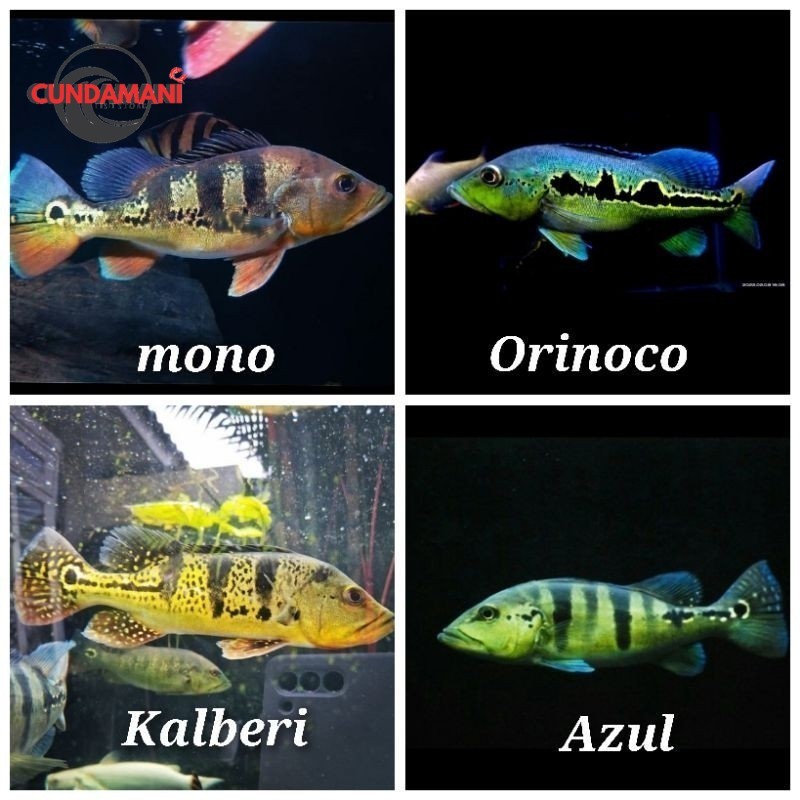 Super promo  hiasan akuarium pbas mono kelbe orinoco pbass kalberi 7-8cm pibas pbas