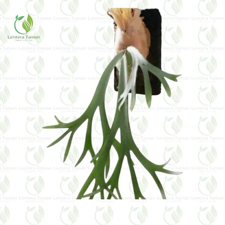 tanaman gantung kadaka tanduk rusa-Tanaman Hias Kadaka Tanduk Rusa /tanaman Dinding