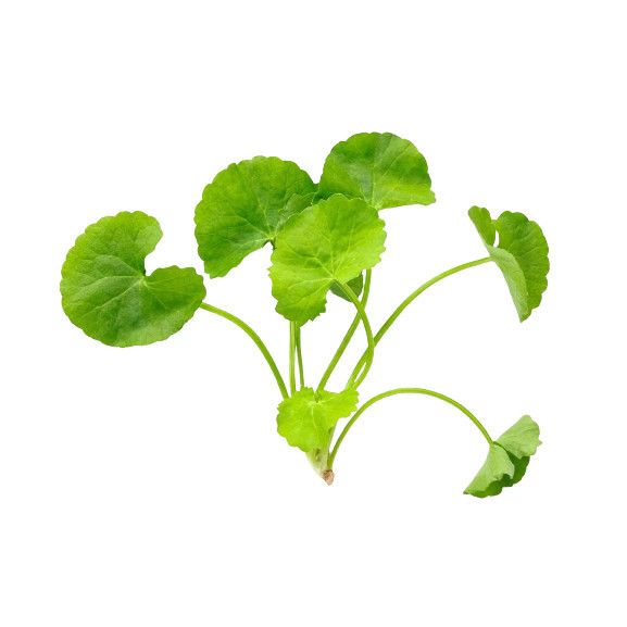 

Daun Pegagan Antanan Segar Herbal Epilepsi