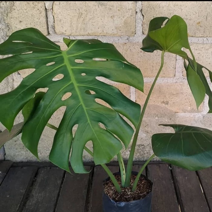 Monstera King - Monstera Daun Besar