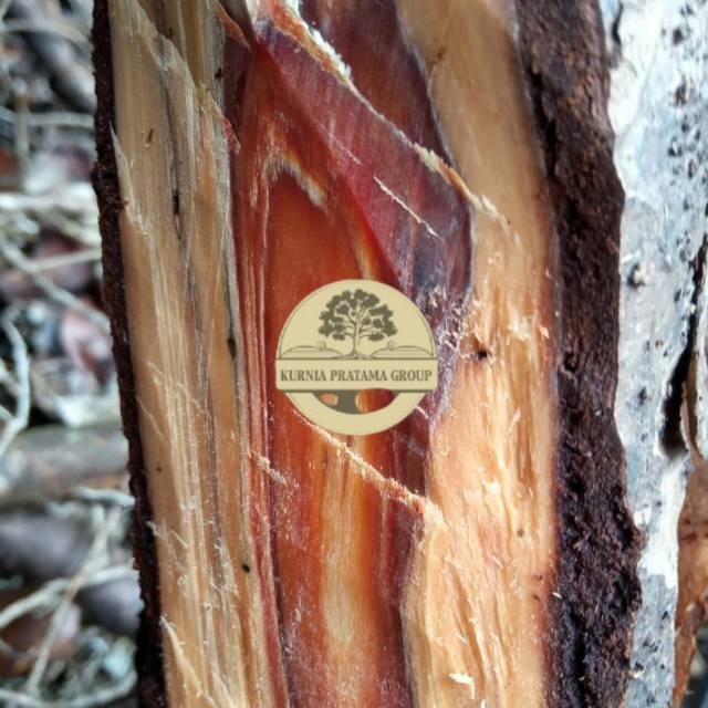 Asli bibit gaharu Terlaris