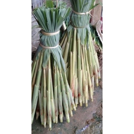 

Tebu sayur/trubuk segar 100% organik