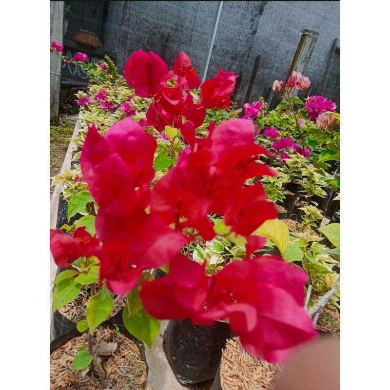 Tanaman Hias Bougenville Cabe Merah