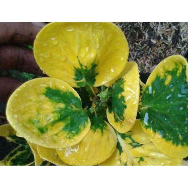 Tanaman hias puring apel | Tanaman hias puring apel koin