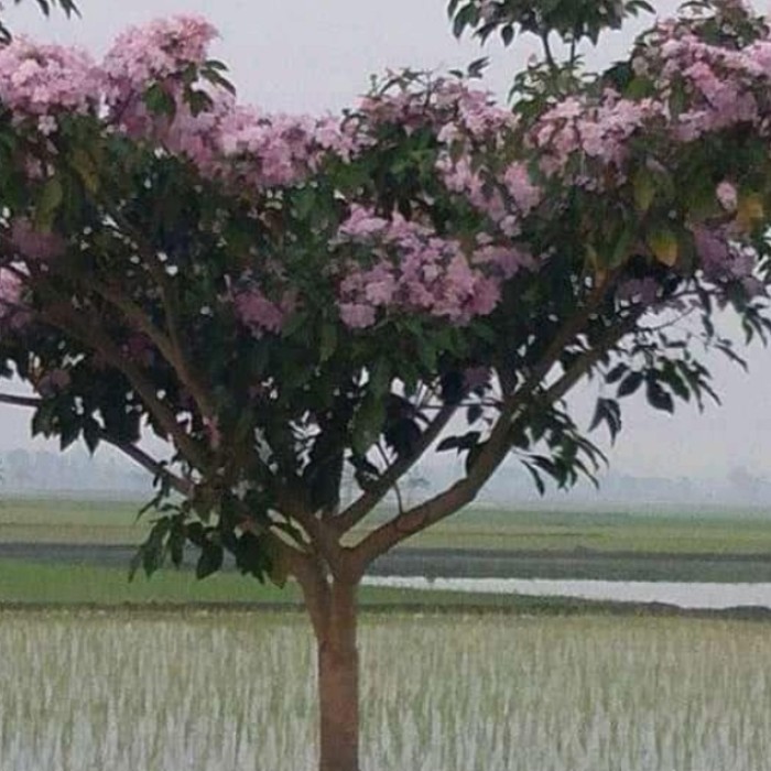 Tabebuya rosea tinggi 3meter