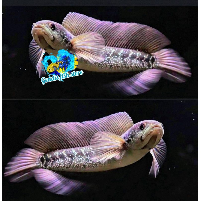 Asiatica Ws 8-10 cm Bahan progres Tankmate