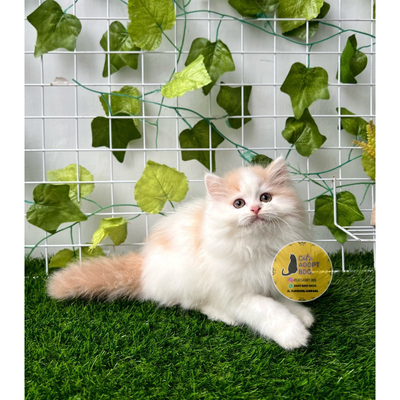 Persia Flatnose dan Himalaya Jantan