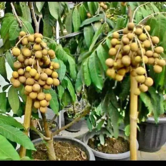 

Kelengkeng New Cristal original termurah JURAGAN BIBIT