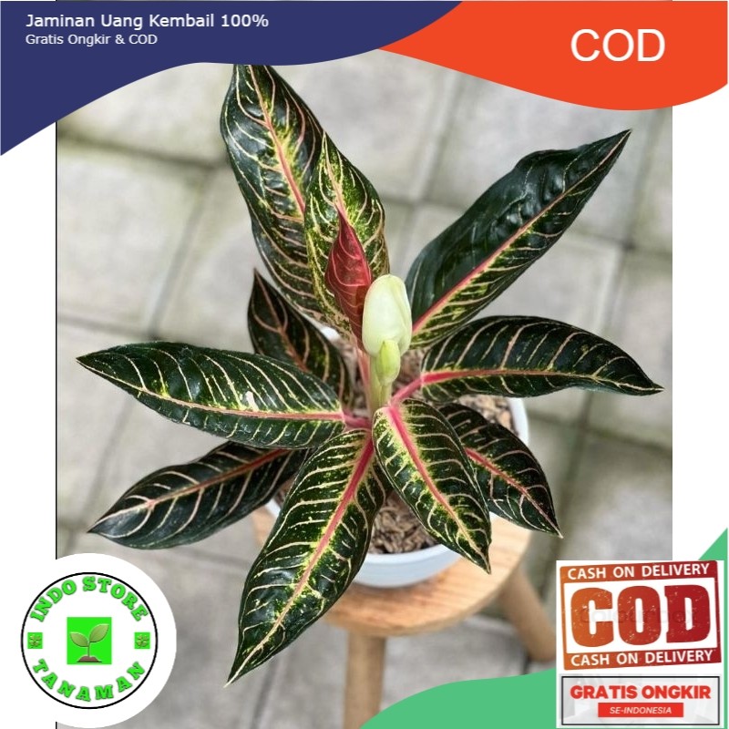 Aglonema Murah Anakan Red Sumatra Best Seller (COD)