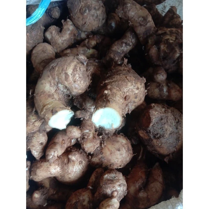 

New Promo 1kg Rimpang temu hitam-temu ireng segar