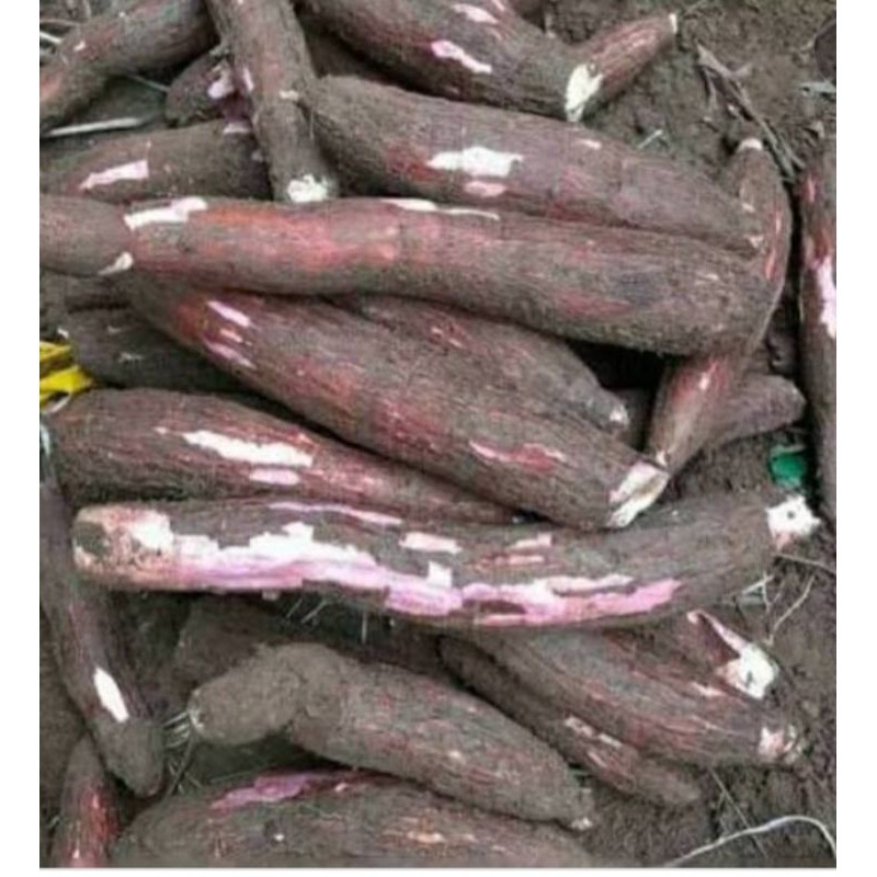 

singkong 500gr