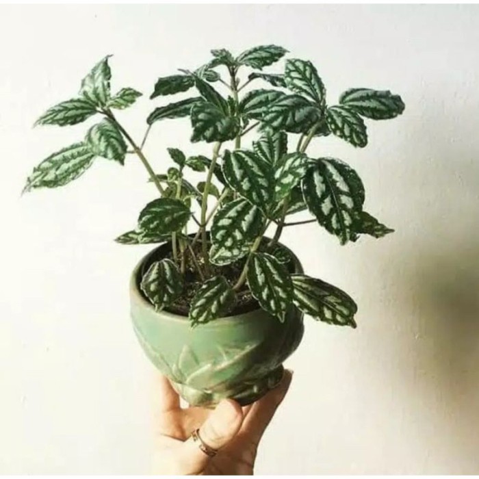 

silahkan pilea cadierei / Tanaman hias indoor aluminum plant