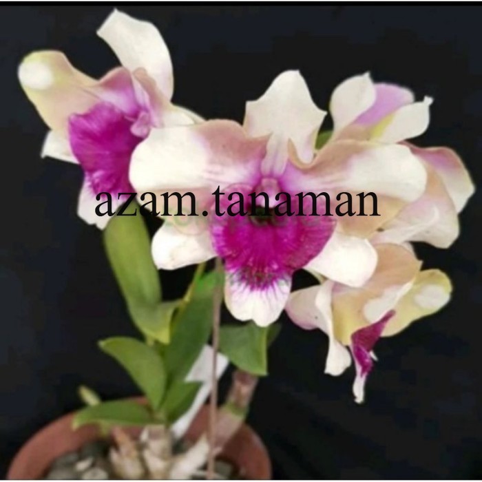 MURAH ANGGREK DENDROBIUM MAWAR BLUE Knop/Spike-SIAP BERBUNGA