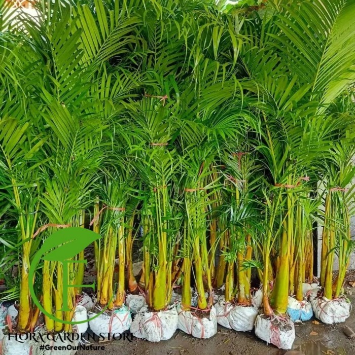 Tanaman Hias Palem Kuning Tinggi 2 Meter - Palem Kuning 2 Meter - Pohon Palem Kuning