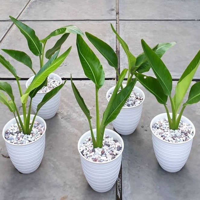 Tanaman Hias Pisang Kipas - Tanaman Hias Pisang