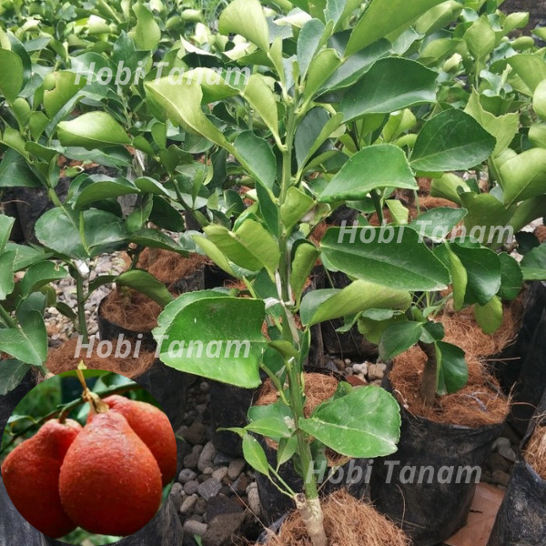 PROMO Bibit Jeruk Bali Red Pamelo / Jeruk Bali merah Super Murah hasil okulasi cepat berbuah bibit j