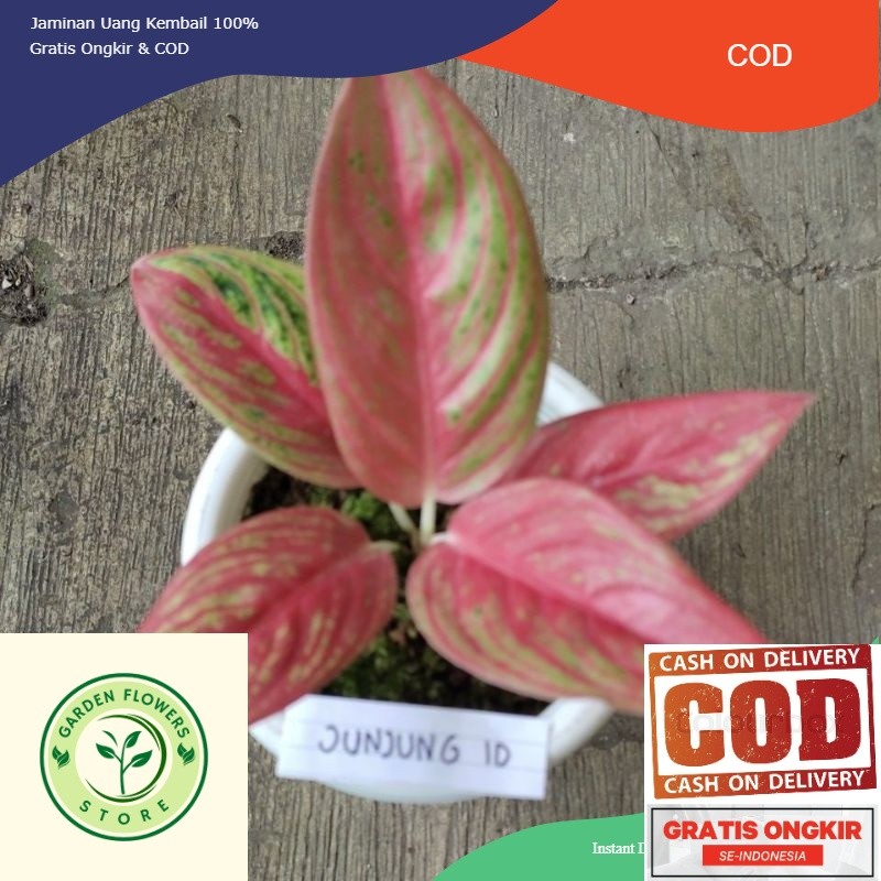 Anakan Aglonema Red Legacy merah tulang ikan (RARE) berdaun 1-3 helai