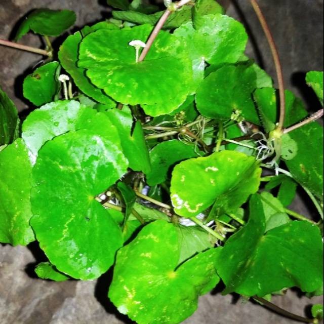

SAHABATTANI 100gr Tanaman herbal Daun antanan daun pegagan segar 100gr daun lebar Terbaik Terlaris Termurah Premium