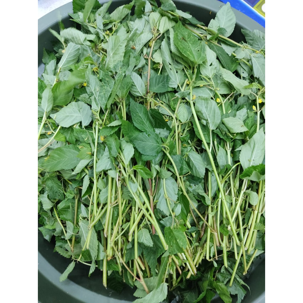 

ASBA SAYUR MOLOKHIA 200GR