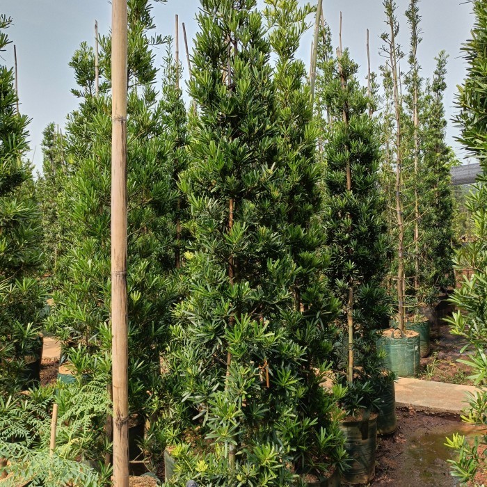 pohon lohansung (2 meter)