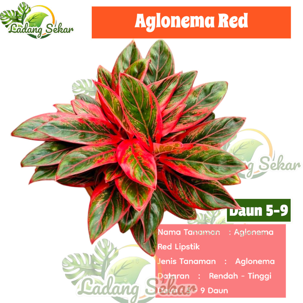 Aurora Aglonema - Aglonema Siam Aurora - Aglonema Red Lipstik