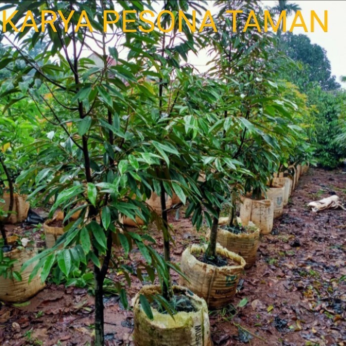 Termurah pohon durian musang king tinggi 2 meter