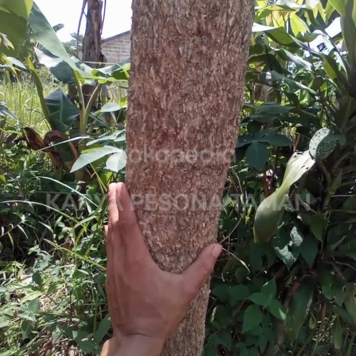 pohon tabebuya kuning 4 meter batang besar
