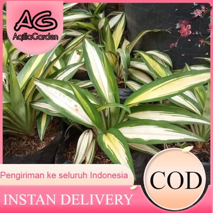 tanaman hias lily Paris hawai daun kuning - lili paris daun kuning