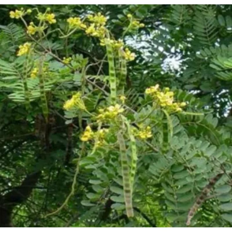 

250GR Daun Johar fresh
