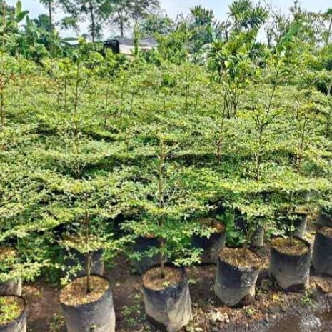 pohon Ketapang kencana, tinggi 2 meter