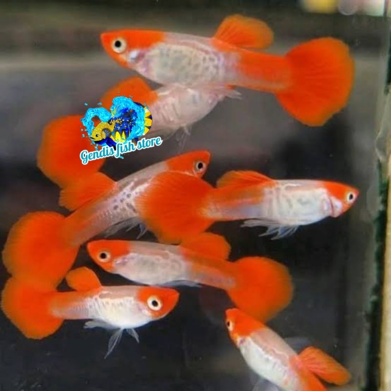 hiasan aquarium ikan Guppy platinum koi PAKET 5  pasang Tankmate