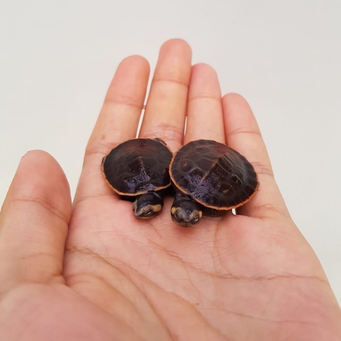 SALE -Baby Up Red Bellied Sideneck Turtle (Kura dada merah/damer) - Random