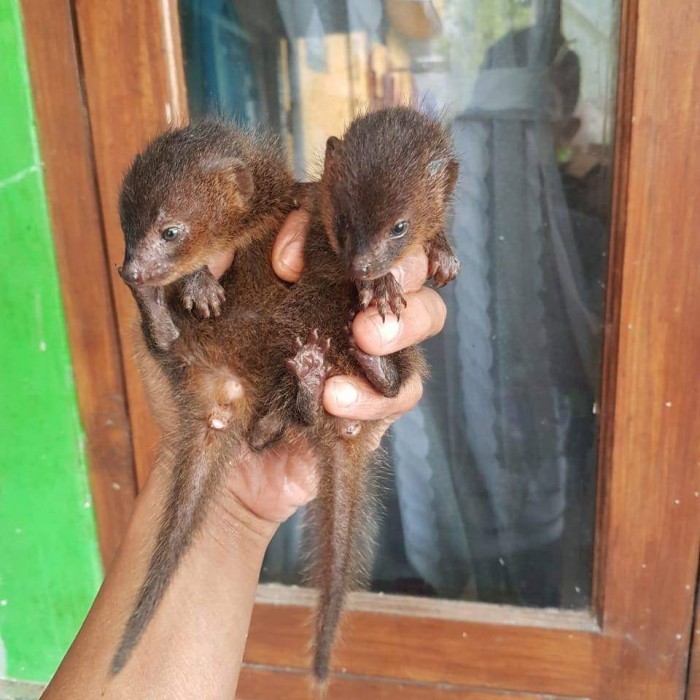 SALE -BARANG TERLARIS garangan jawa