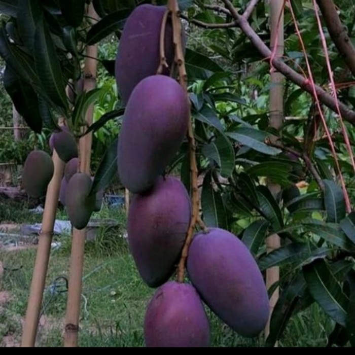 BIBIT MANGGA IRWIN HASIL  TABULAMPOT