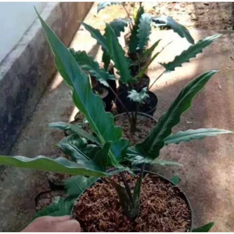 KOKOWA FLORA tanaman hias keris black papua/keladi keris papua Cantik segar