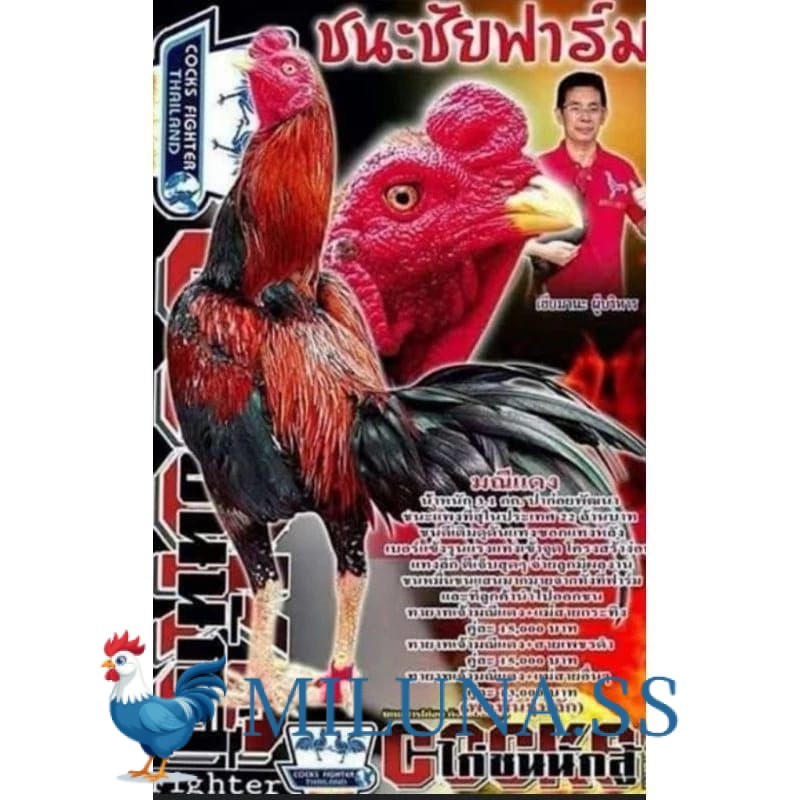 

FERTIL TELUR TETAS Telur fertil ayam pakhoy trah maneedaeng / COD