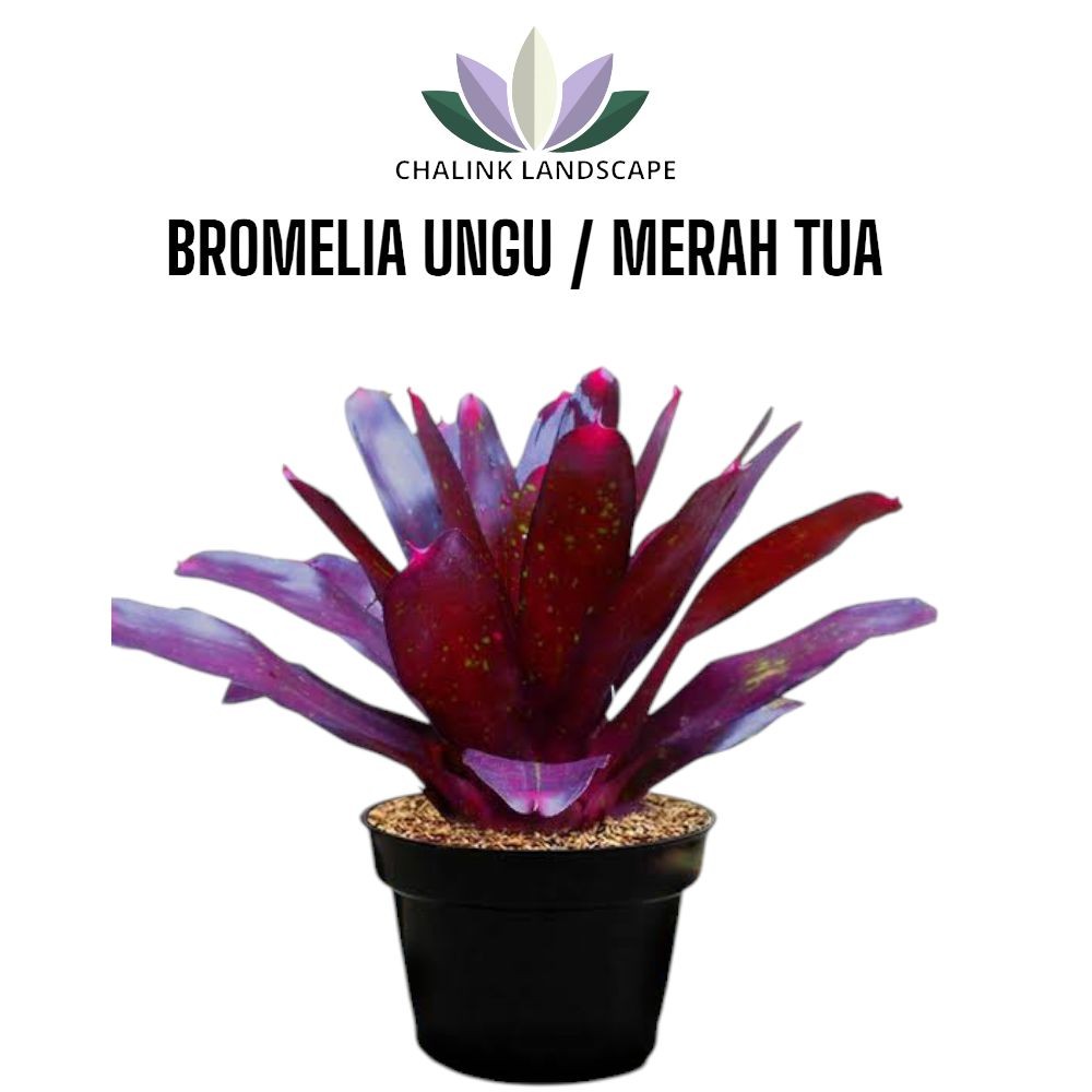 Tanaman Bromelia Merah Besar / Bromelia  Daun Ungu