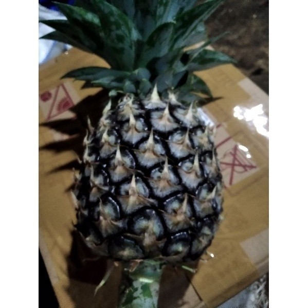 

New Promo 1 Kg buah Danas Muda COD (B_S)
