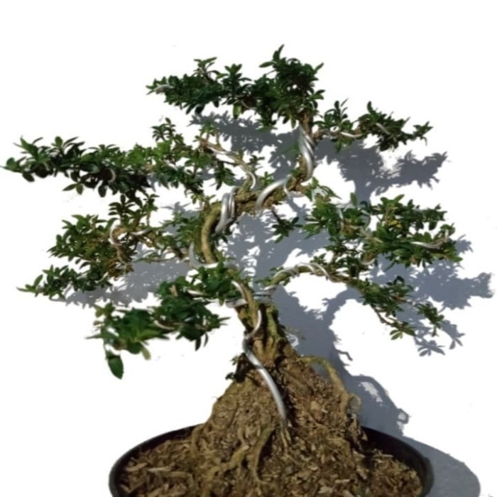 Bonsai Tanaman Seribu Bintang/Tanaman Hias Pohon Bonsai Seribu Bintang