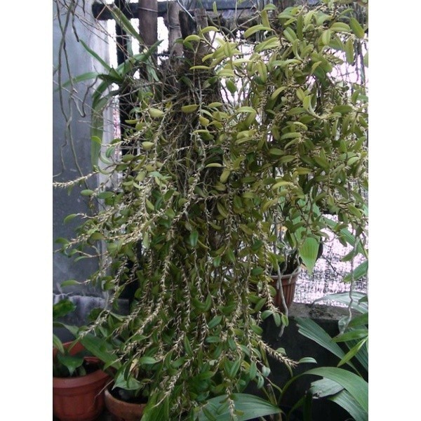 

silahkan COD Anggrek Bulbophyllum sessile Terlaris