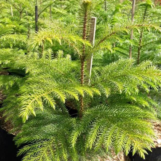 

Cemara Papua / Cemara Pensil