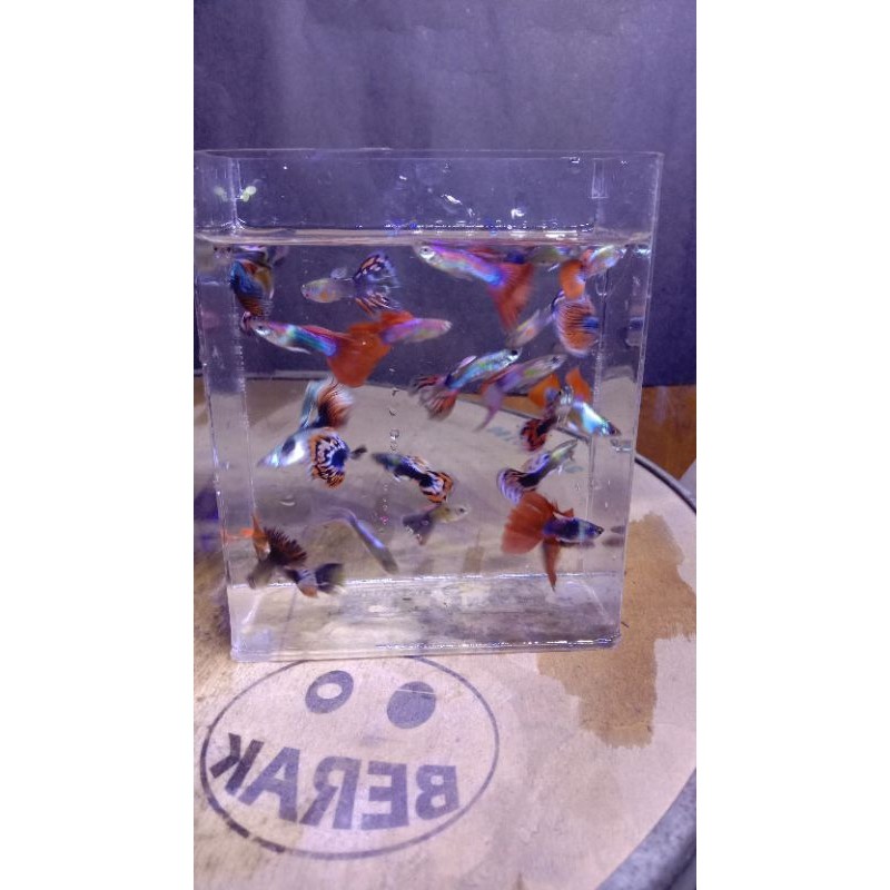 paket ikan Guppy cendolan isi 20 ekor random jantan dan betina