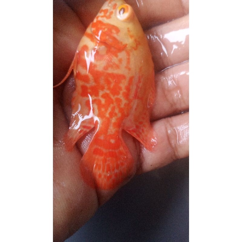 oscar tiger albino batik thailand